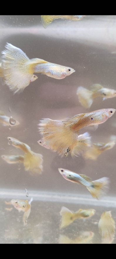 Guppy - Gold lace (Pair of guppies)